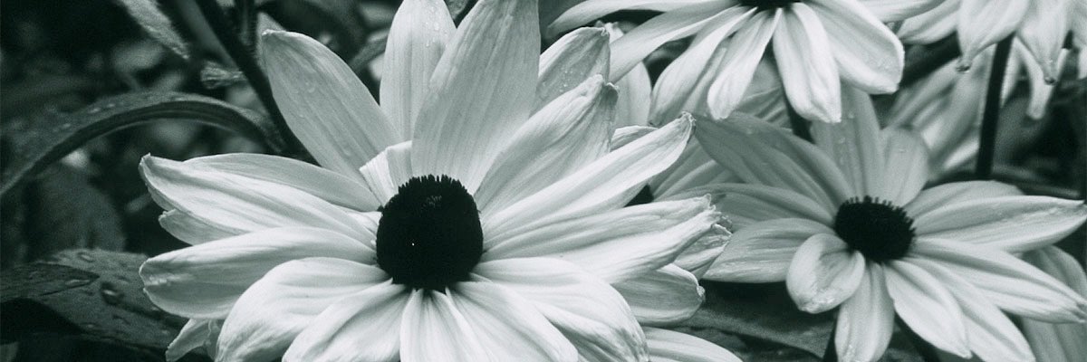 K. Shantel banner