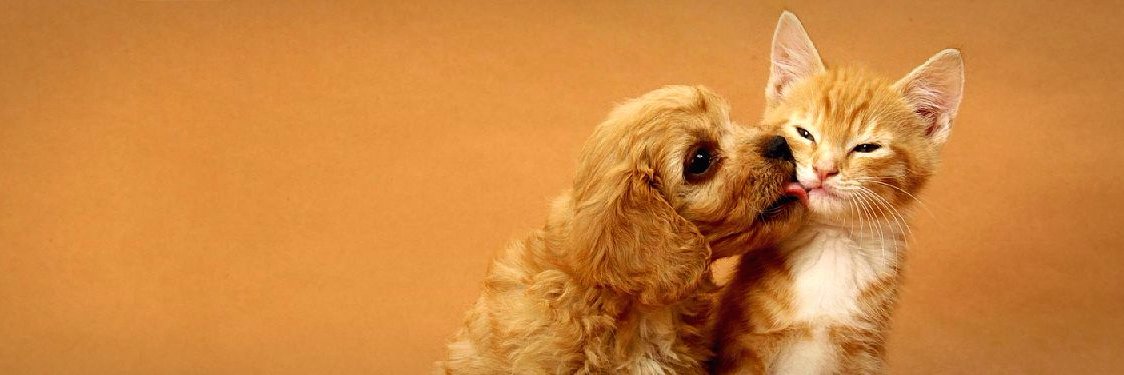 CapitalHumaneSociety banner