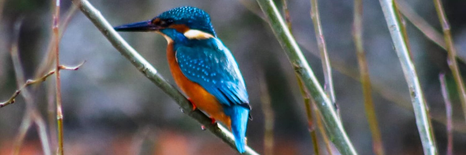 Fiona Mac Celebrant 💙 banner