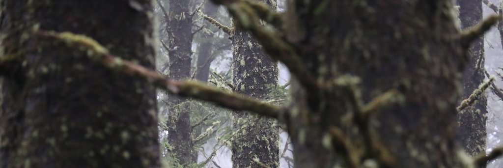 Jillian Glenn Altman banner