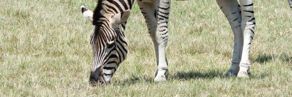 saskia_littmann Profile Banner