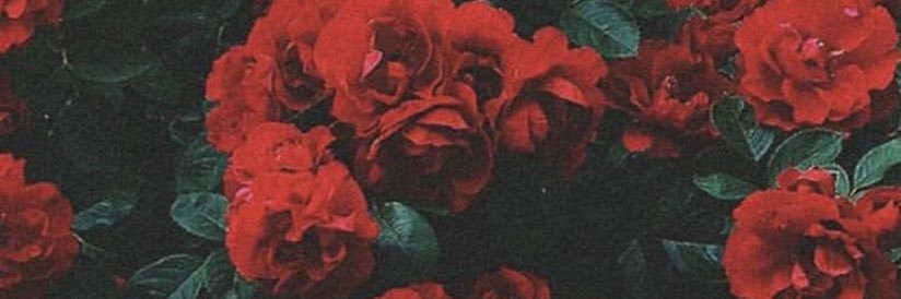 Anabohorquez3's profile banner image