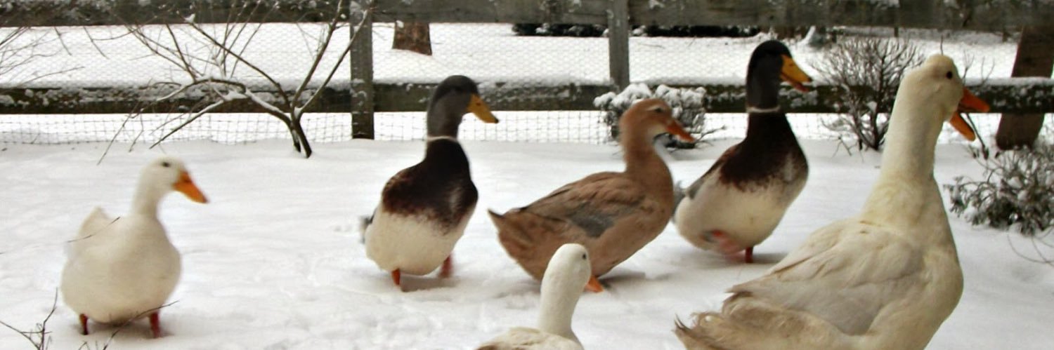 Alexandra Brown banner