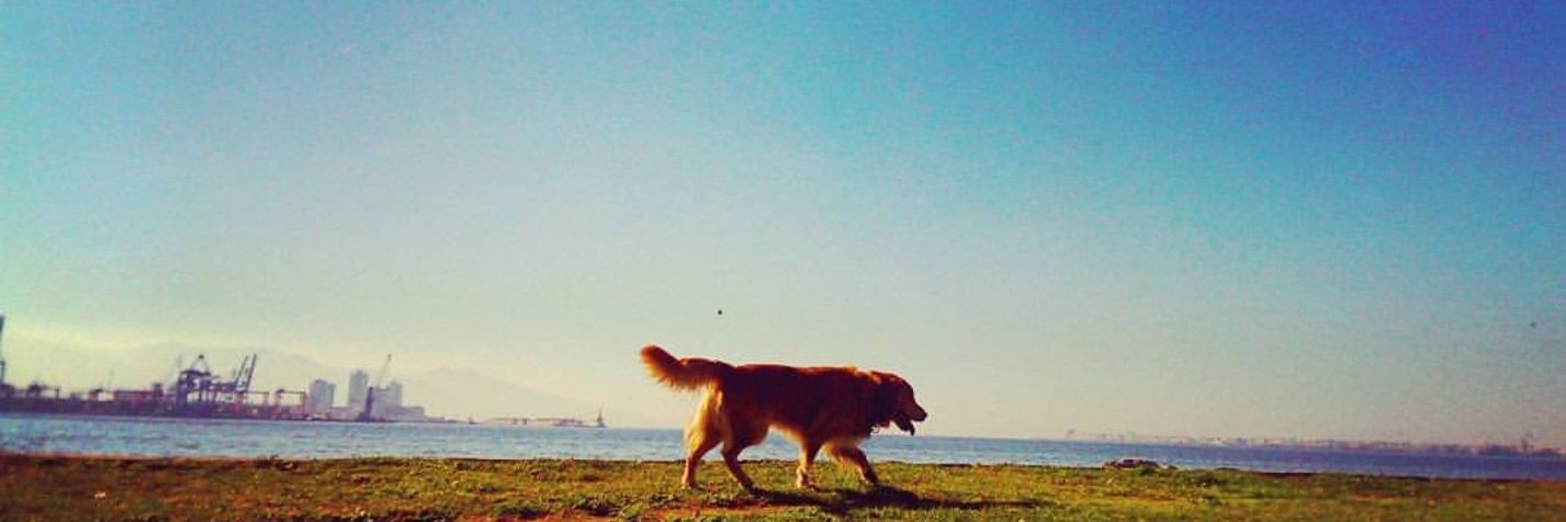 Lafcioglu's profile banner image