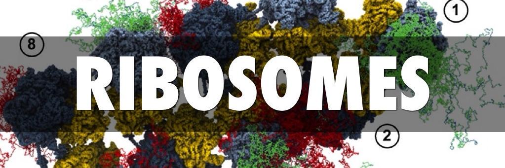 RiboRibosomes's profile banner image
