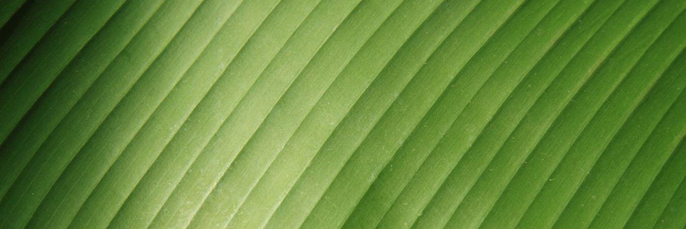 _pavani's profile banner image