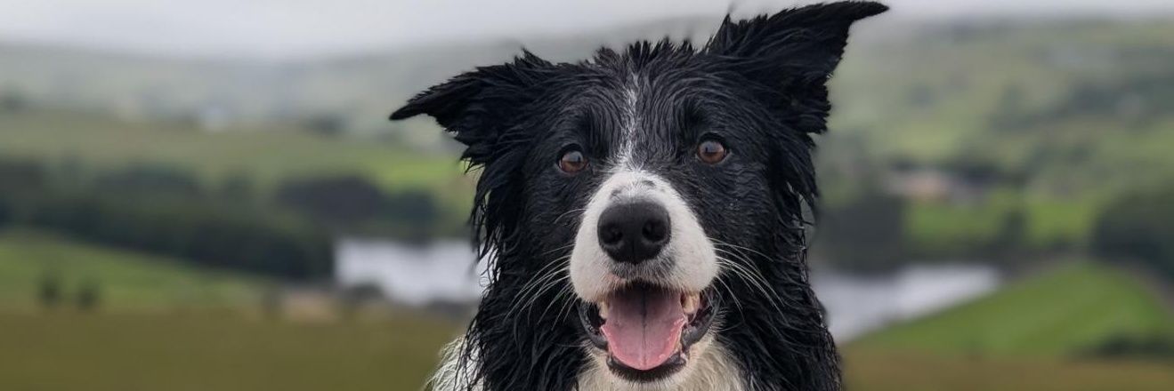 Adam Williams banner