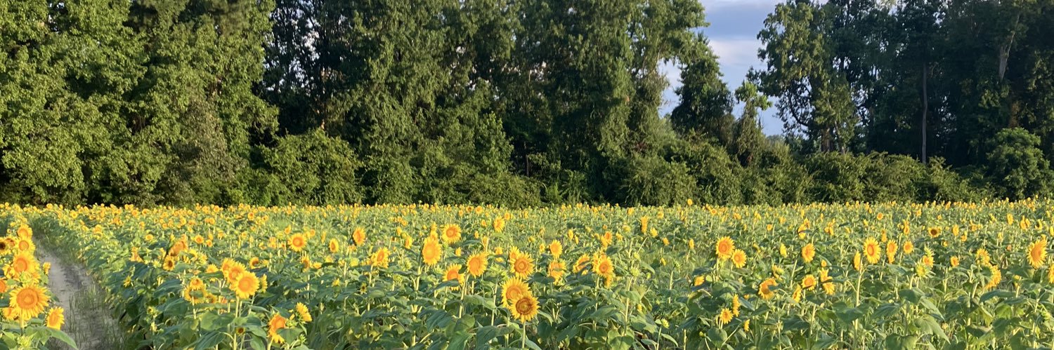 CatherineKummer's profile banner image