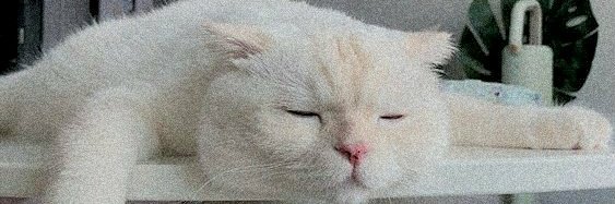 ____fayfay's profile banner image