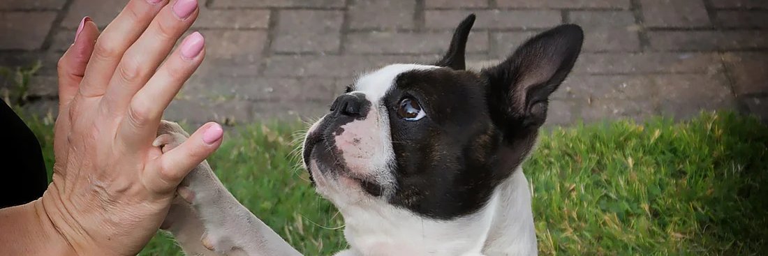 🐶DOG LOVE🐶 banner