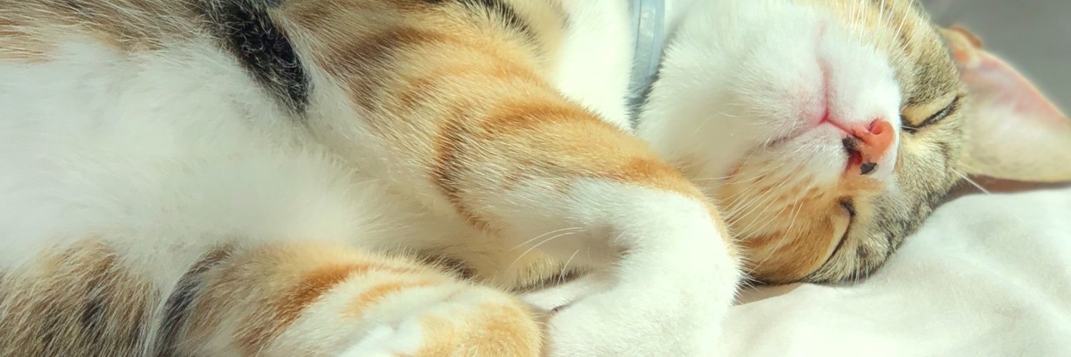 olinacavedoni's profile banner image