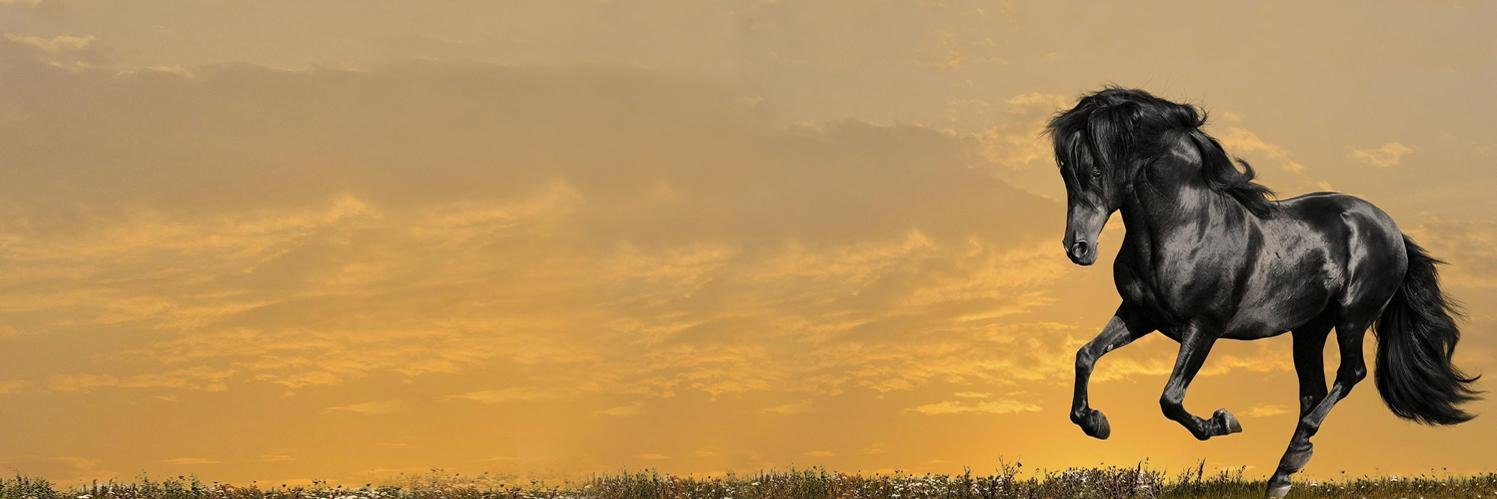 Kalanasm's profile banner image