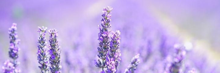 South East Cancer Help Centre banner