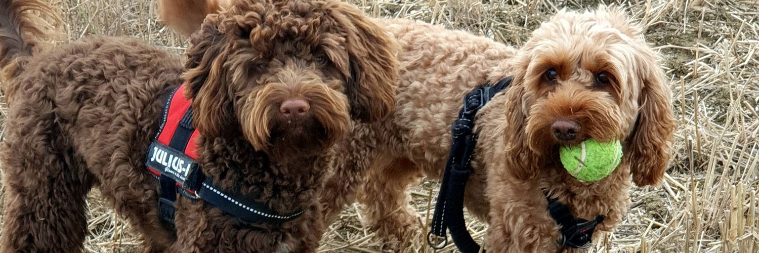 TGLBPetcare's profile banner image