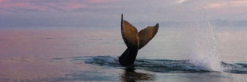 balinsamsa's profile banner image