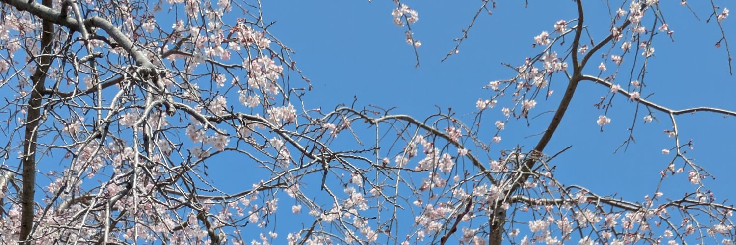sylphid2015's profile banner image