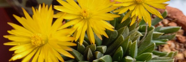 pree2 Profile Banner