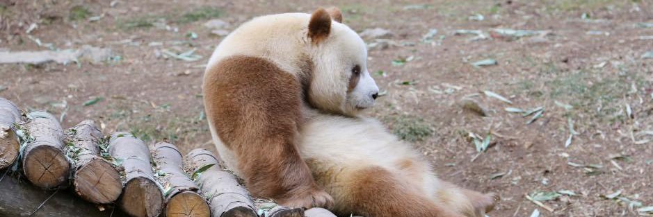 🐼 刘妙妙 🤎 banner