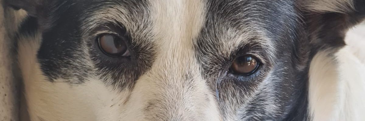 vitoriol's profile banner image