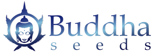 Buddha Seeds banner