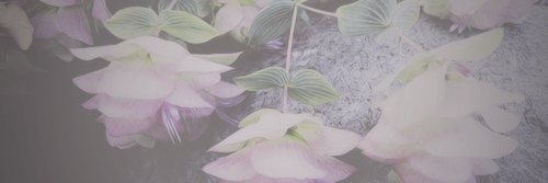 orgasmsbbys_'s profile banner image