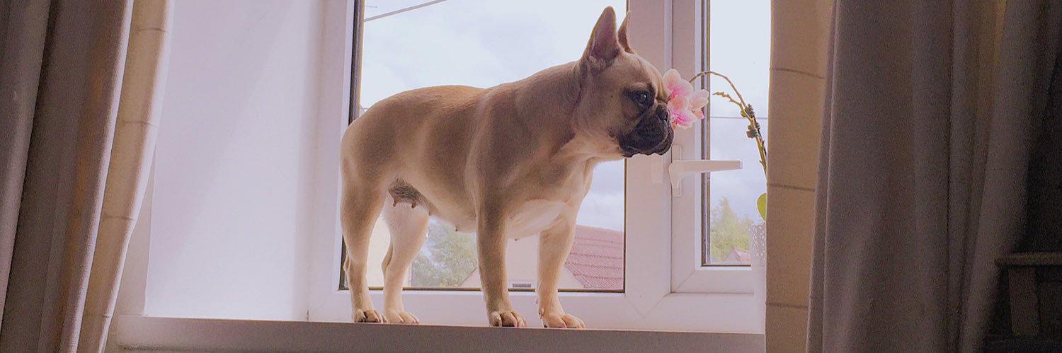 CarliGrant's profile banner image