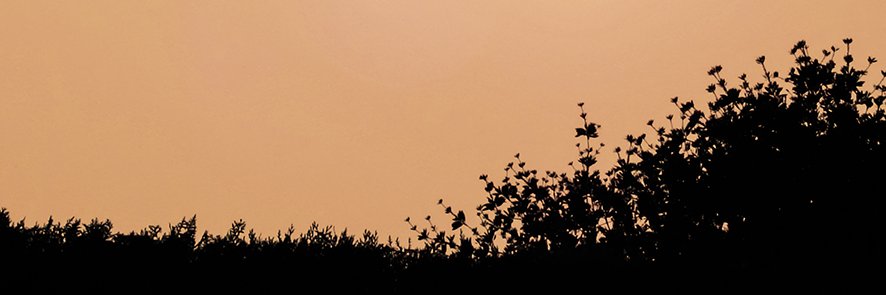 darumarockJas's profile banner image