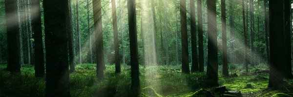 StoatTail Profile Banner