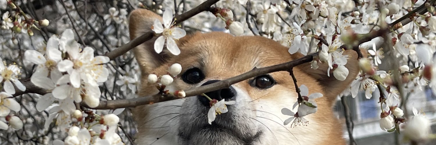 ribkakrivetka's profile banner image