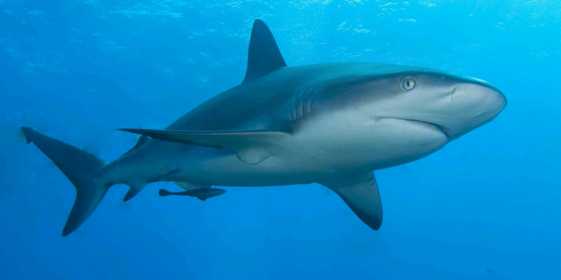 MikeTheKnight06's profile banner image
