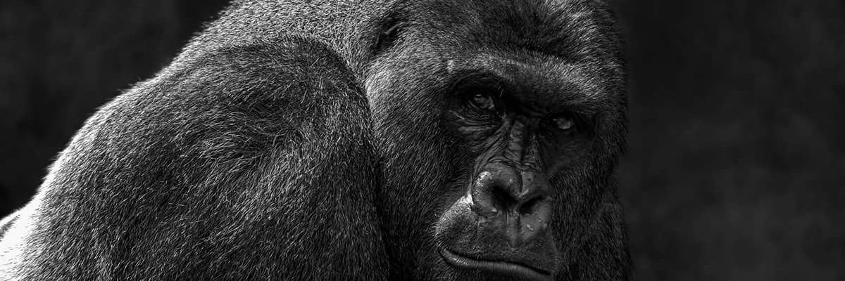 Andres_Fan15's profile banner image
