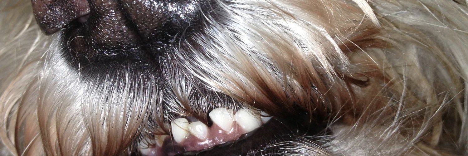 Leisha Hailey banner