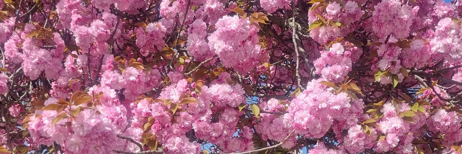 Andrea Fuchs 🌹🦊 banner