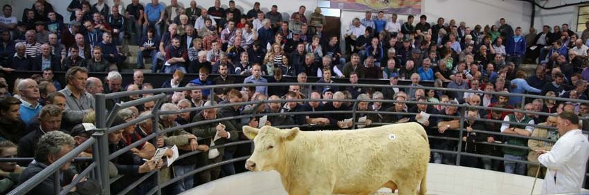 ElphinLivestockMart banner