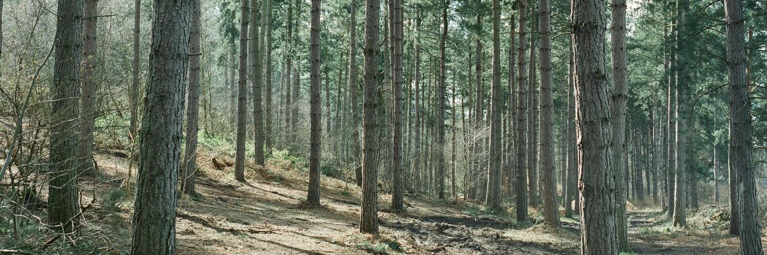 wsteckmann's profile banner image