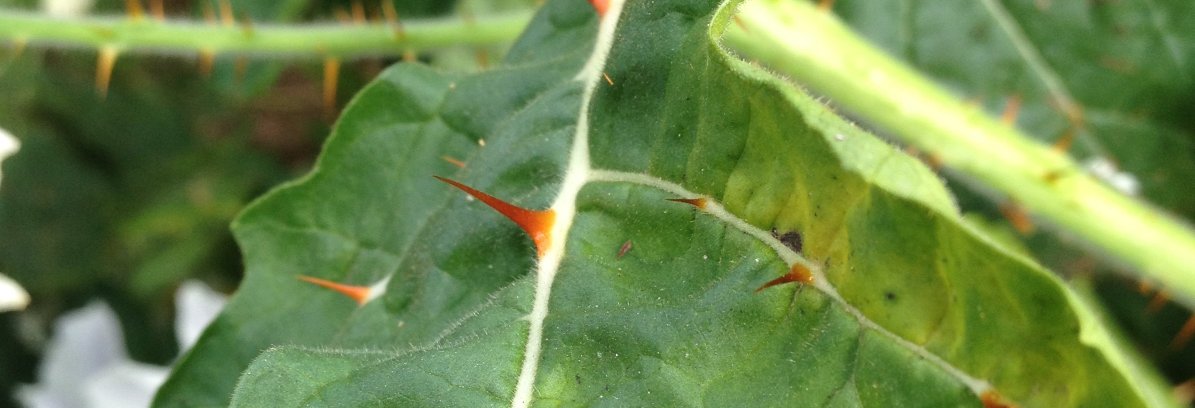 Matthew Back 🇺🇦 banner