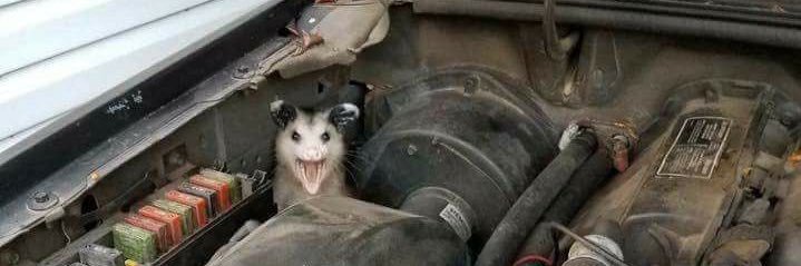 princevarmint's profile banner image