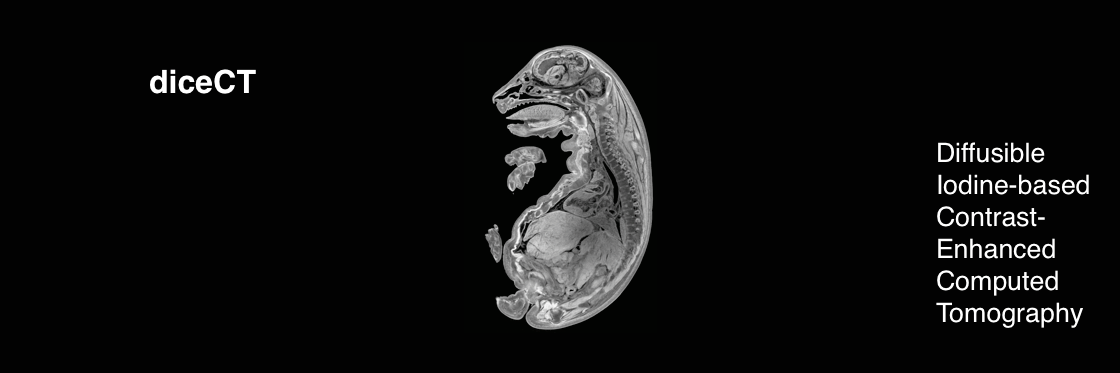 diceCT banner
