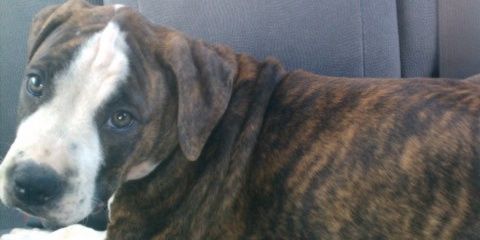 Bee Scott banner