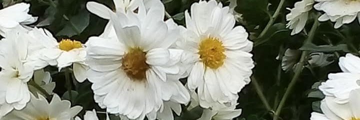 teodoramarin67's profile banner image