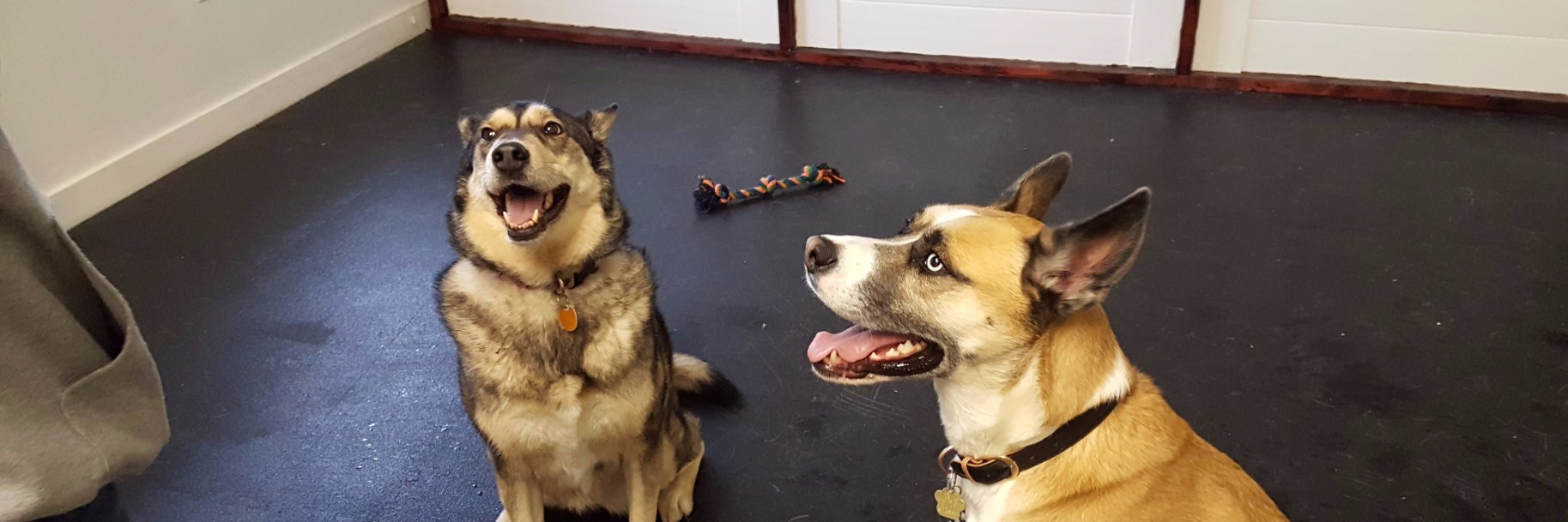 CanineCCC's profile banner image