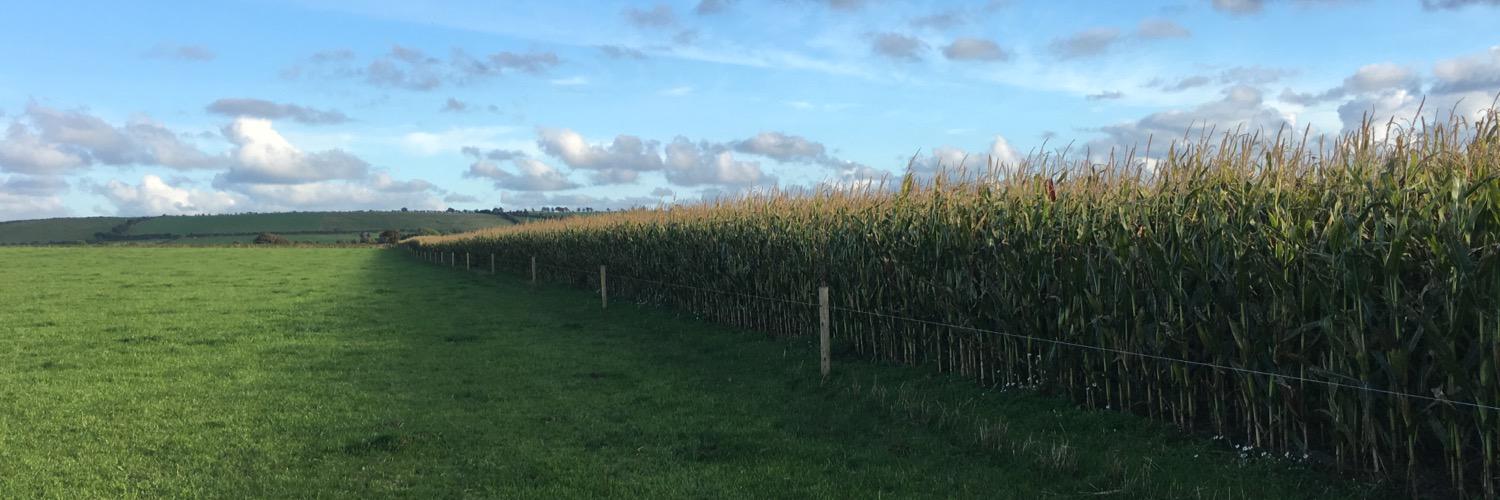 Maizetech Ltd banner