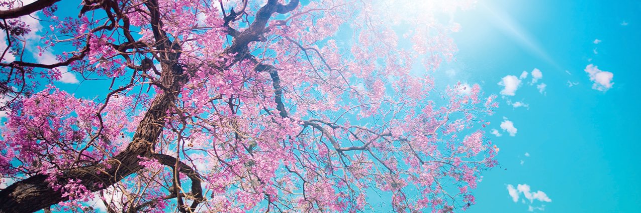 Melissa🌻's banner