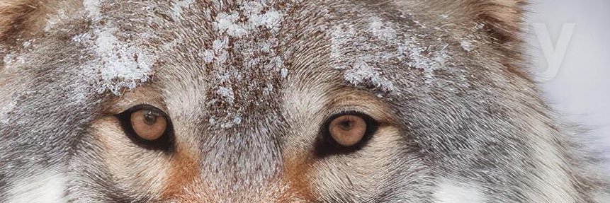 concernedT1's profile banner image