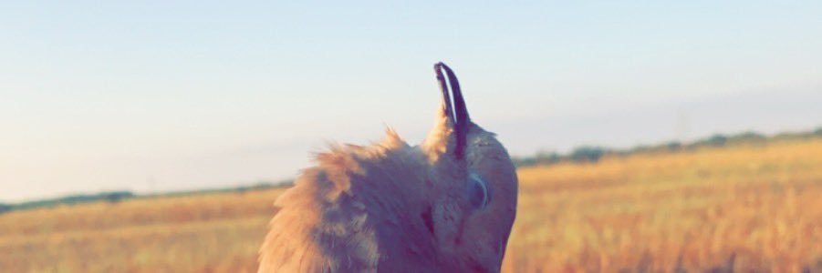 chachatheonly1's profile banner image