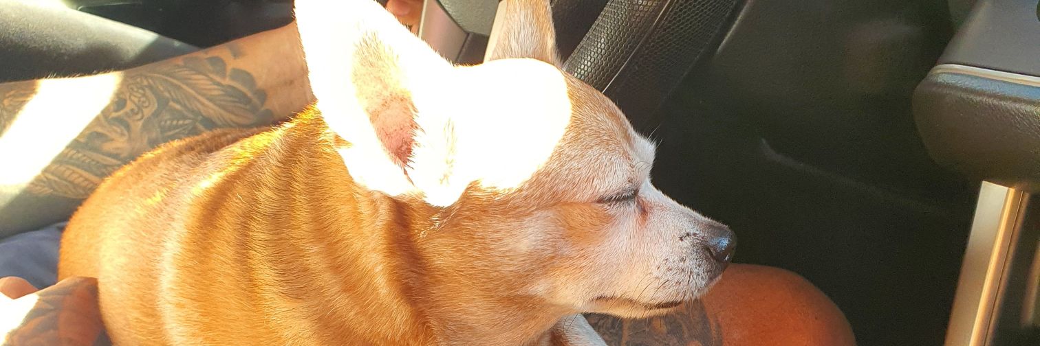 thegreatMAJ's profile banner image