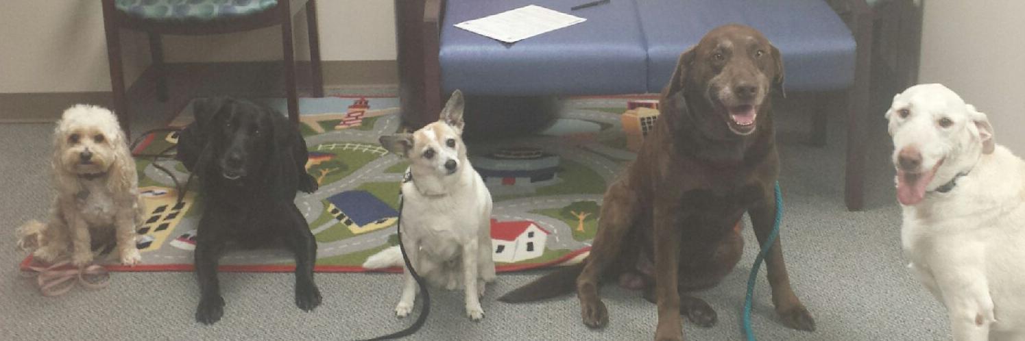 Pets4PeteTulsa's profile banner image
