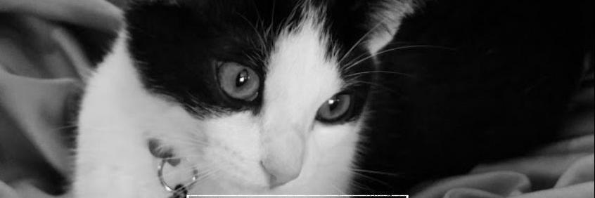 EzioTweets's profile banner image