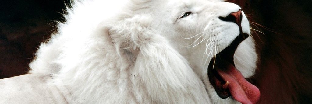 colochojensen's profile banner image