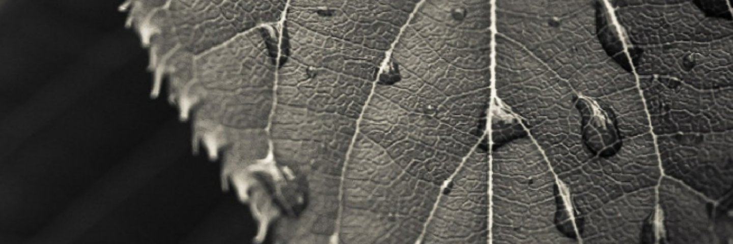 @mplatt4 banner